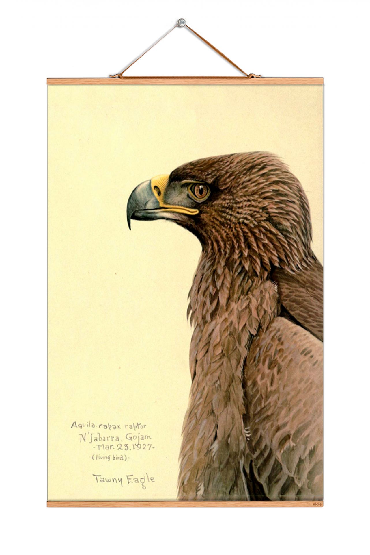 Louis Agassiz Fuertes affiches No 218 eicie